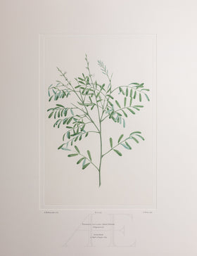 Banks Florilegium, Part 28, Plate 599