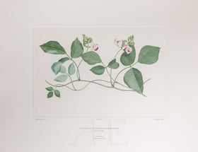 Banks Florilegium, Part 28, Plate 600