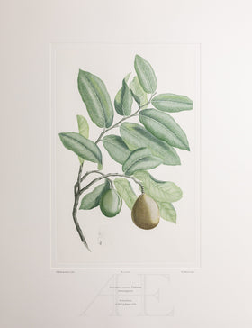 Banks Florilegium, Part 28, Plate 601