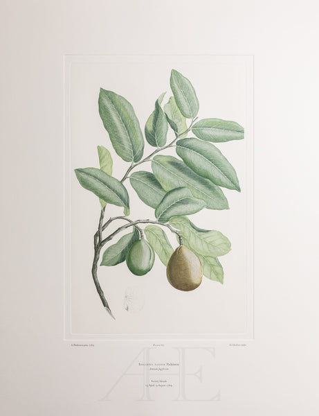 Banks Florilegium, Part 28, Plate 601