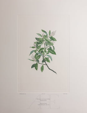 Banks Florilegium, Part 28, Plate 602