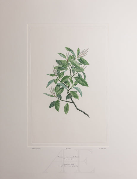 Banks Florilegium, Part 28, Plate 602