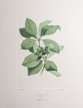Banks Florilegium, Part 28, Plate 603