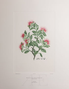 Banks Florilegium, Part 28, Plate 604