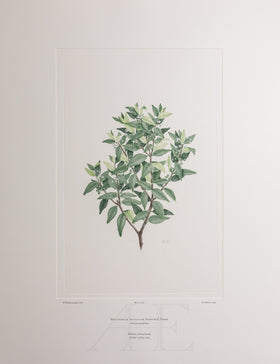 Banks Florilegium, Part 28, Plate 605