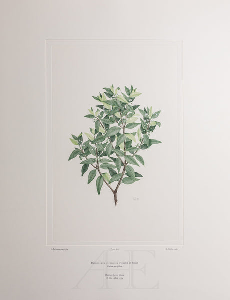 Banks Florilegium, Part 28, Plate 605