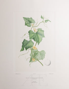 Banks Florilegium, Part 28, Plate 606