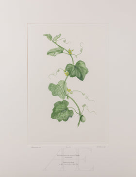 Banks Florilegium, Part 29, Plate 607