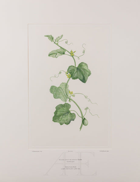 Banks Florilegium, Part 29, Plate 607