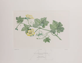 Banks Florilegium, Part 29, Plate 608