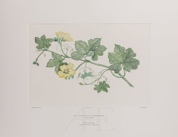 Banks Florilegium, Part 29, Plate 608