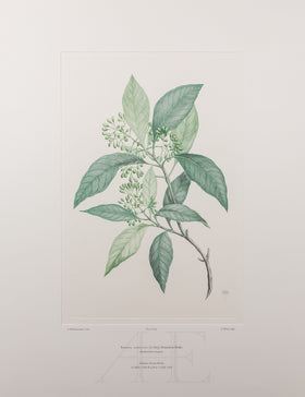 Banks Florilegium, Part 29, Plate 609