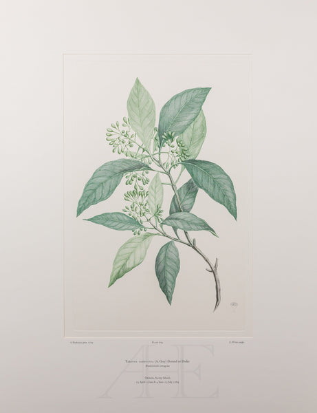 Banks Florilegium, Part 29, Plate 609