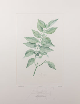 Banks Florilegium, Part 29, Plate 610