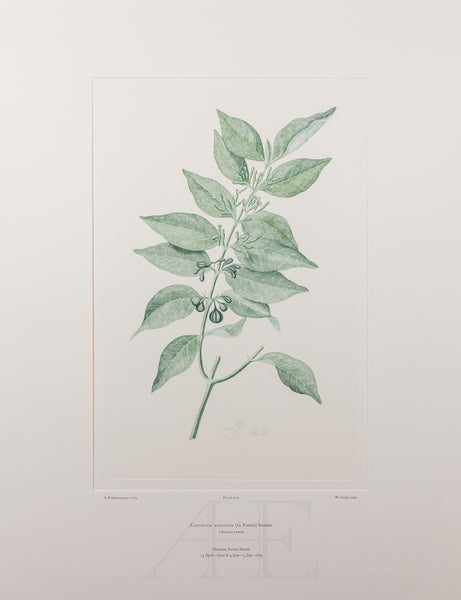 Banks Florilegium, Part 29, Plate 610