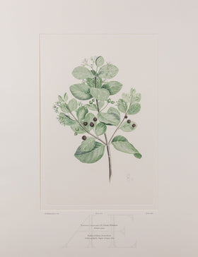 Banks Florilegium, Part 29, Plate 611