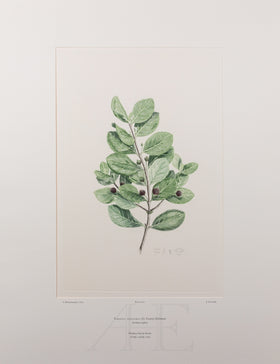 Banks Florilegium, Part 29, Plate 612