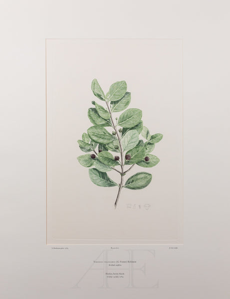 Banks Florilegium, Part 29, Plate 612