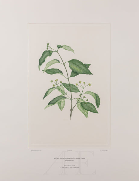 Banks Florilegium, Part 29, Plate 613