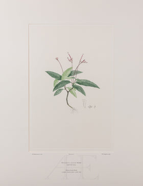 Banks Florilegium, Part 29, Plate 614