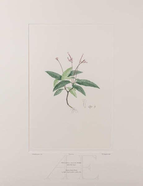 Banks Florilegium, Part 29, Plate 614