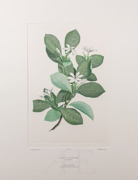 Banks Florilegium, Part 29, Plate 615