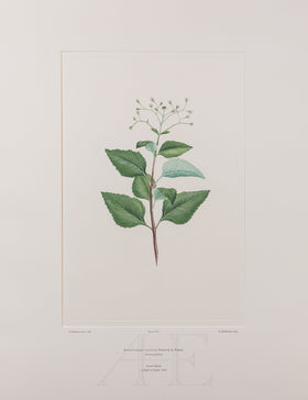 Banks Florilegium, Part 29, Plate 616