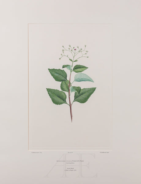 Banks Florilegium, Part 29, Plate 616