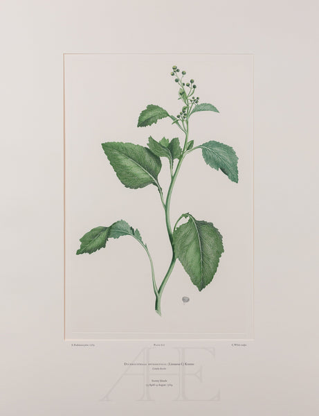 Banks Florilegium, Part 29, Plate 617