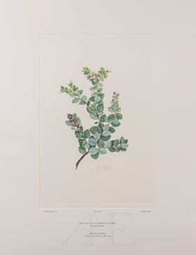Banks Florilegium, Part 29, Plate 618