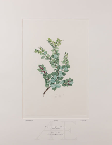 Banks Florilegium, Part 29, Plate 618