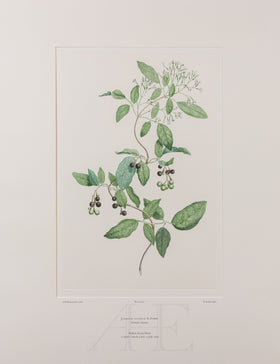Banks Florilegium, Part 29, Plate 619