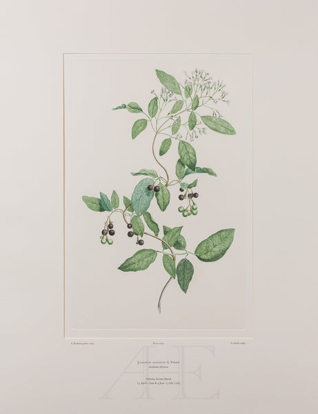 Banks Florilegium, Part 29, Plate 619