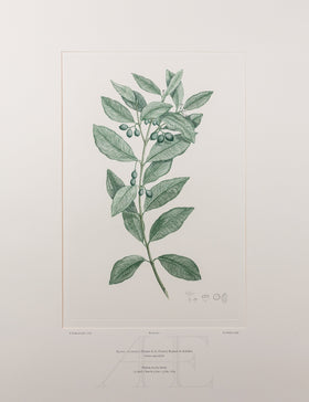 Banks Florilegium, Part 29, Plate 620