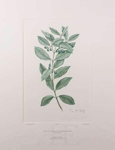 Banks Florilegium, Part 29, Plate 620
