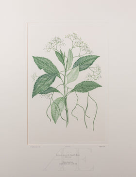 Banks Florilegium, Part 29, Plate 621