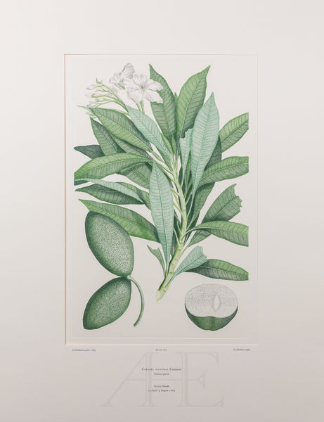 Banks Florilegium, Part 29, Plate 622