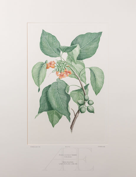 Banks Florilegium, Part 29, Plate 623