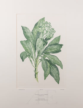 Banks Florilegium, Part 29, Plate 624