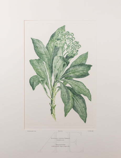Banks Florilegium, Part 29, Plate 624