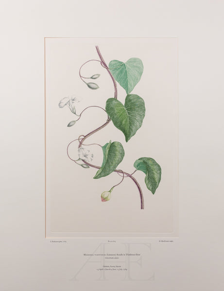 Banks Florilegium, Part 29, Plate 625