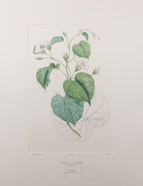 Merremia peltata (Convolvulaceae)  - Plate 626