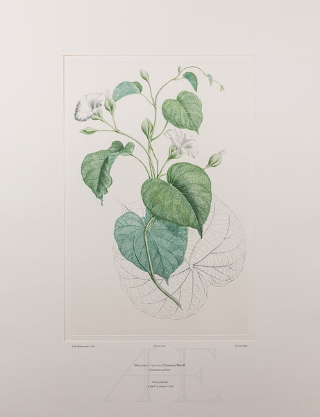 Merremia peltata (Convolvulaceae)  - Plate 626