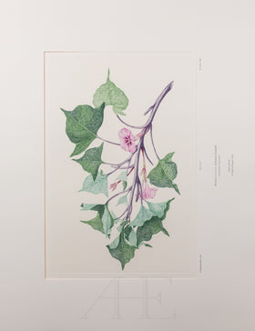 Banks Florilegium, Part 29, Plate 627