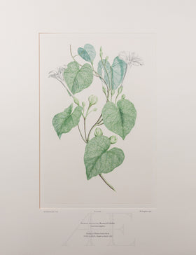 Banks Florilegium, Part 29, Plate 628