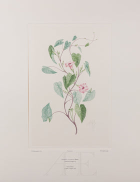 Banks Florilegium, Part 30, Plate 629