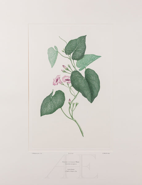 Banks Florilegium, Part 30, Plate 630