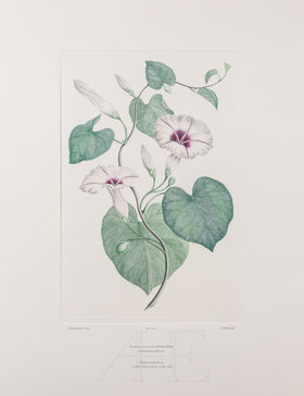 Banks Florilegium, Part 30, Plate 631