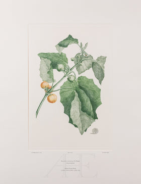 Banks Florilegium, Part 30, Plate 632