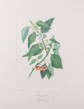 Banks Florilegium, Part 30, Plate 633
